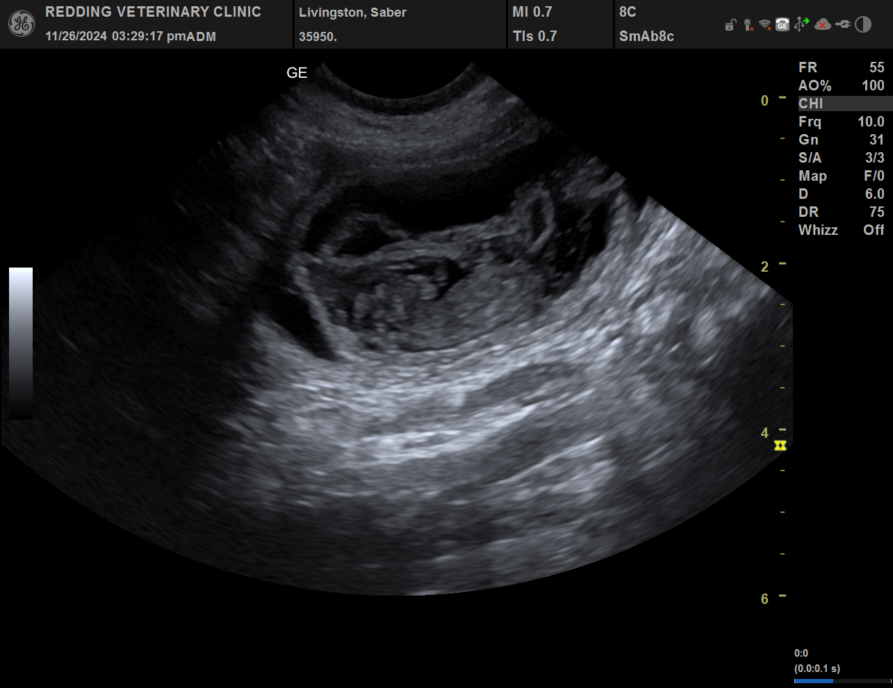 Ultrasound image of puppy.